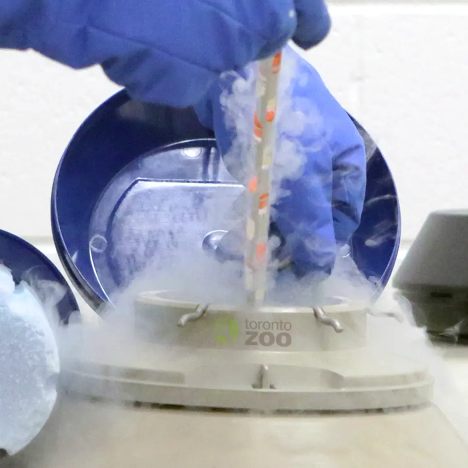 Scientist removing a specimin from a Toronto Zoo cryogenic container