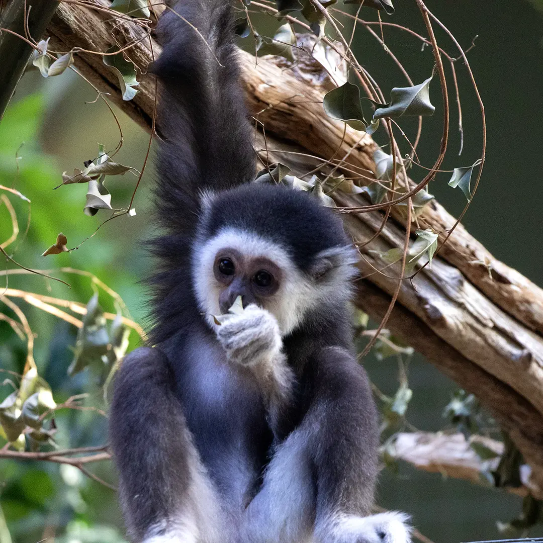 A younge white handed gibbon in it's habitat'