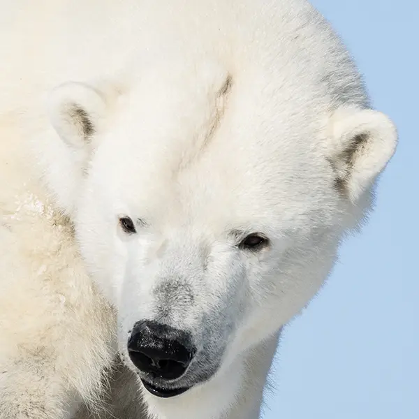 Fluffy Polar Bear out on a cold winter day at the Zoo