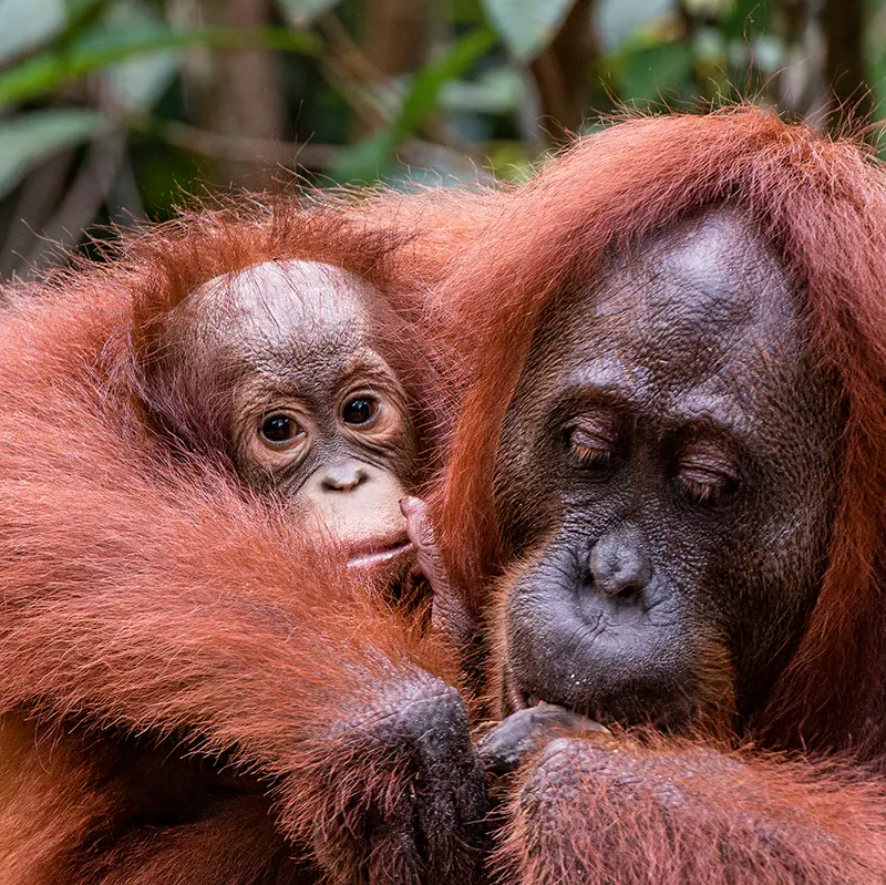 Ring-Tailed-Lemur sitting, looking off camera at the Toronto Zoo.jpg