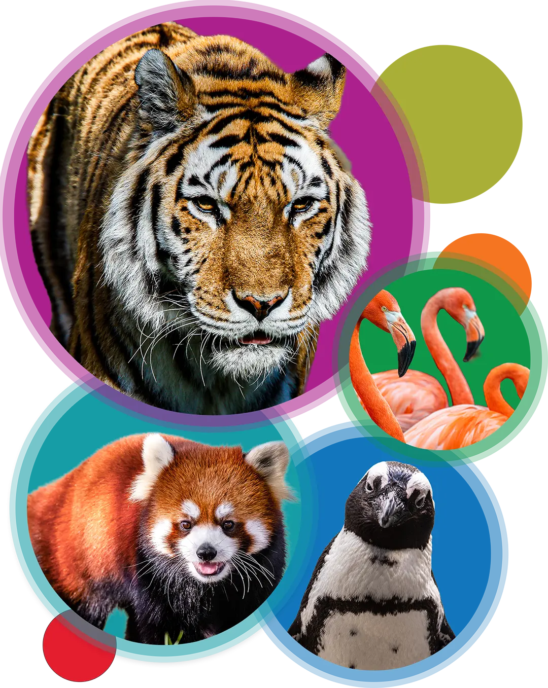 An AmurTiger, Flamingos, Red Panda, a Penguin