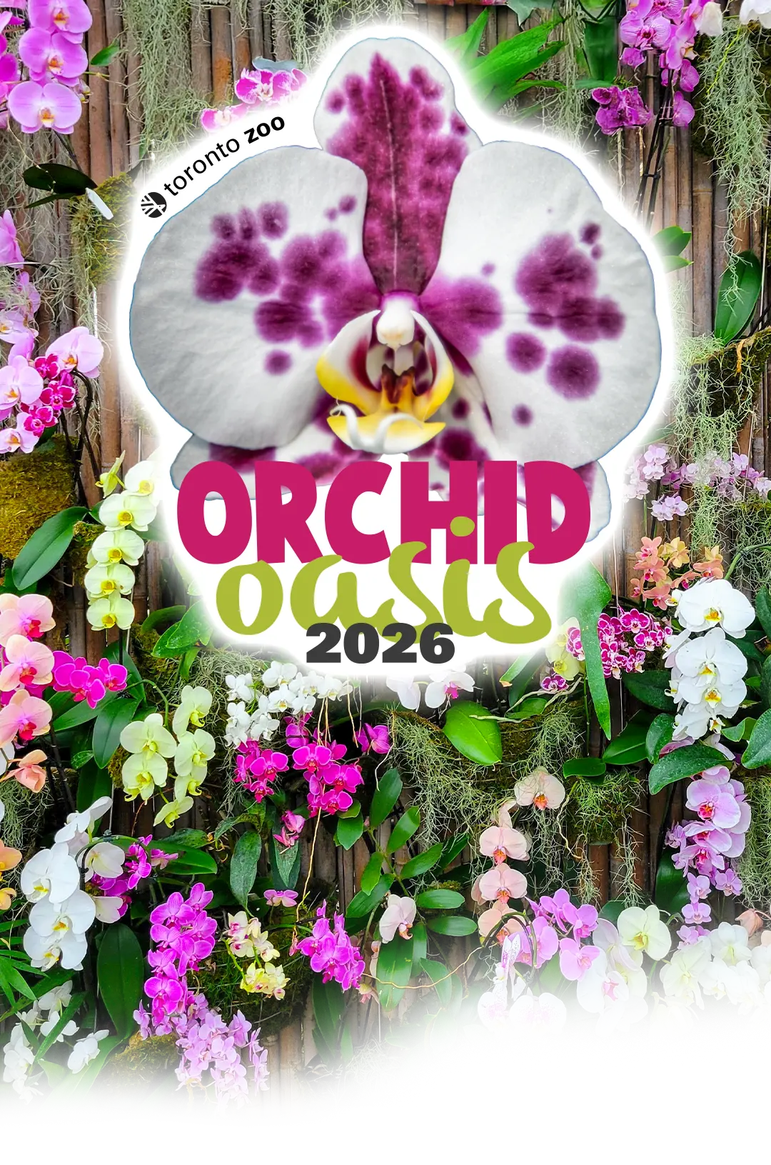 Orchid Oasis