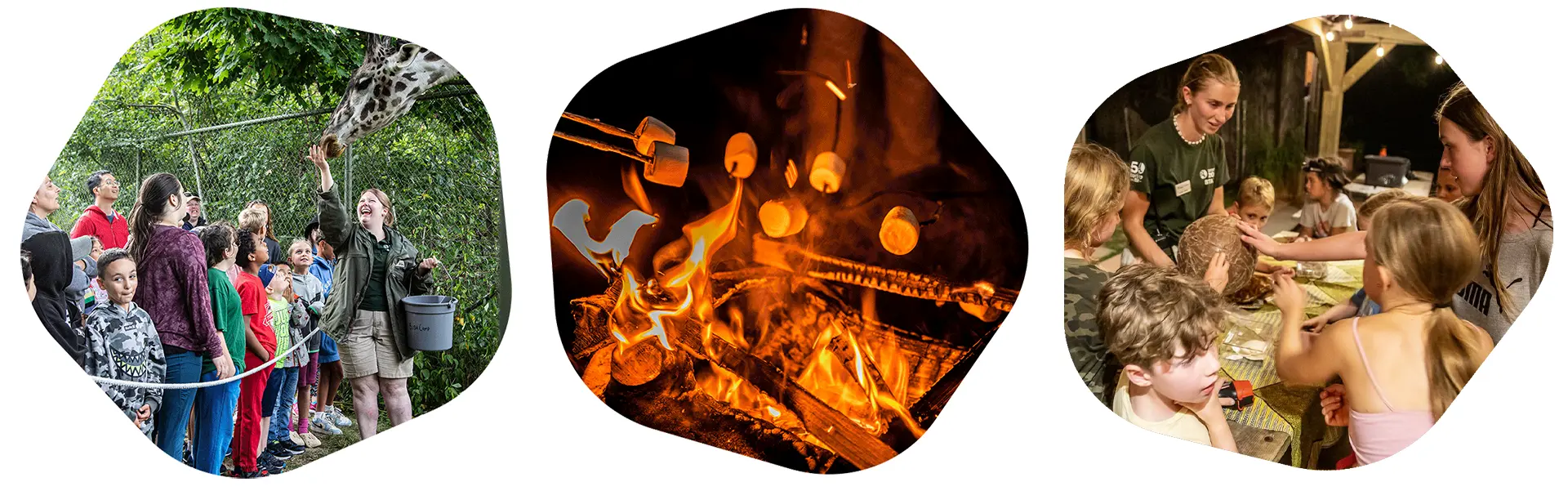 Three images capturing the Toronto Zoo Bush Camp experience: Getting up close with a giraffe during feeding time, roasting marshmallows over a campfire, and a group gathered around an enrichment station at night learning about animals.