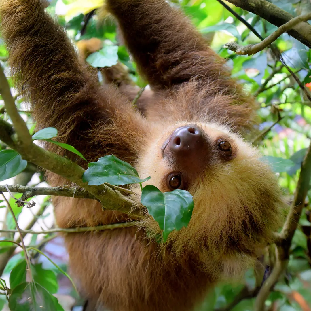 SawWhet Owl at your Toronto Zoo