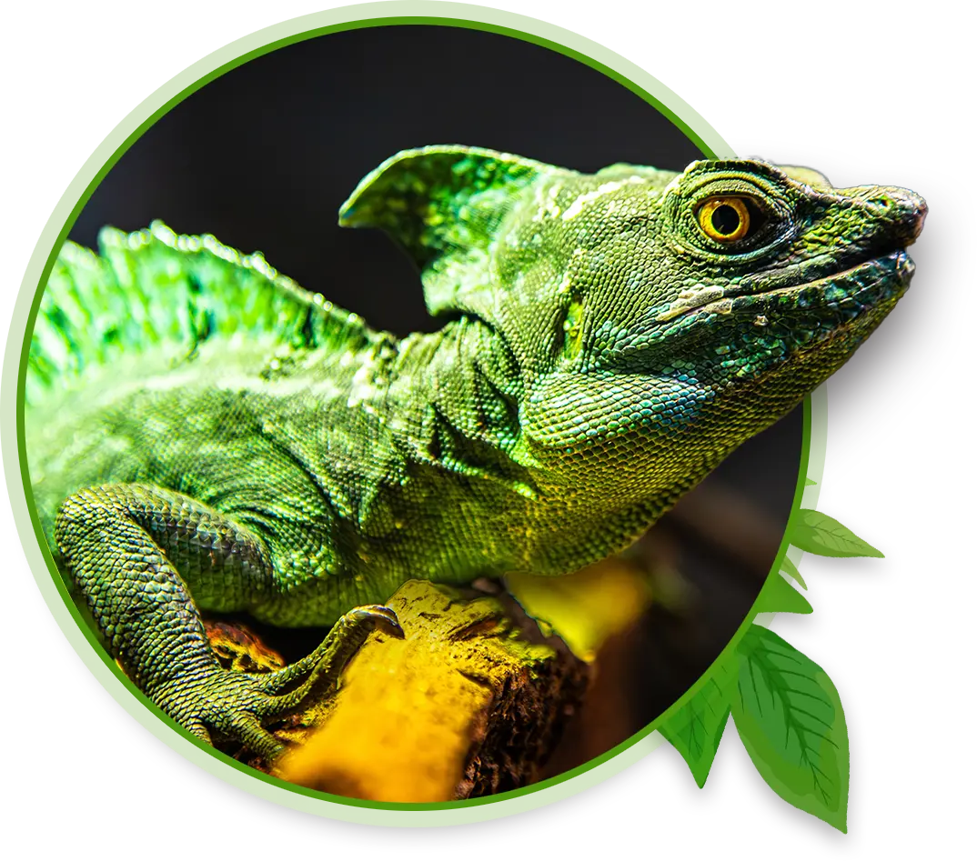 A basilisk lizard sits on a log