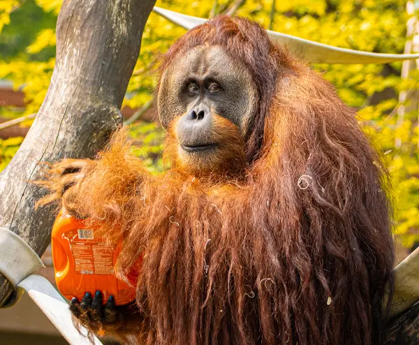 Budi the Orangutan in the outdoor habitat at Your Toronto Zoo