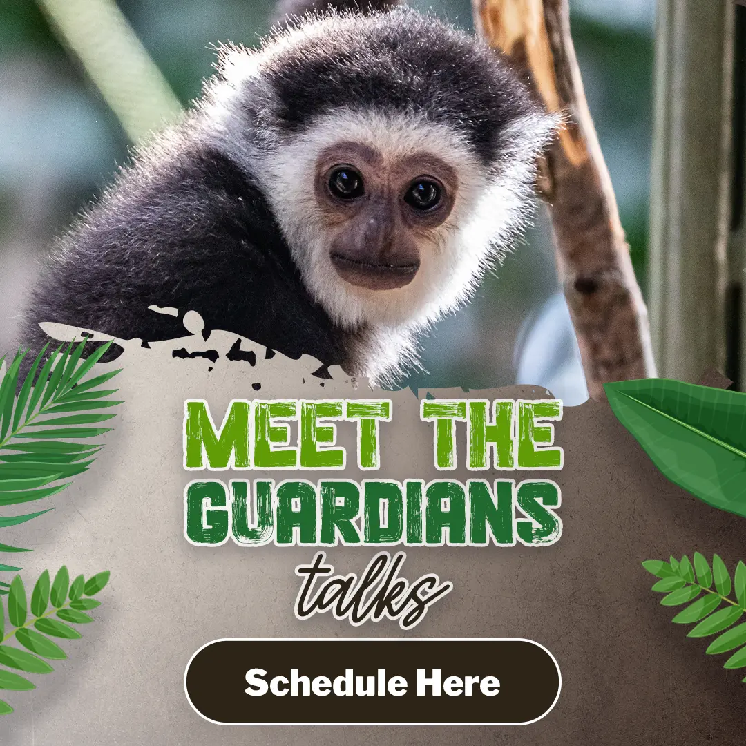 Meet The Guardians Talks - Schedule Here