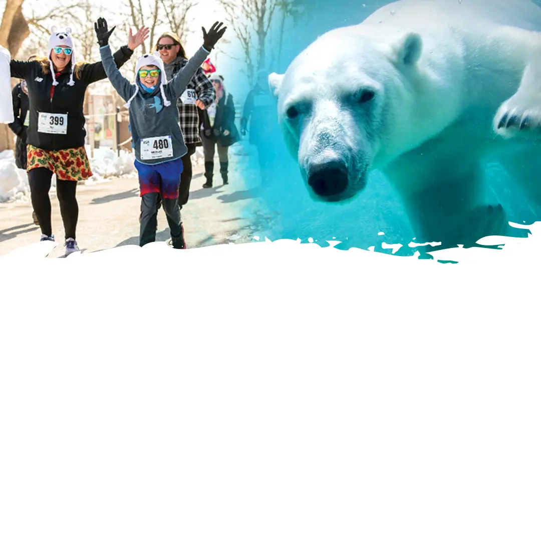Runners running and cheering. A polar bear swimming under water.
