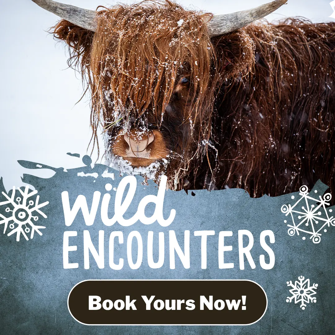 Wild Encounters  - Book Yours Now!