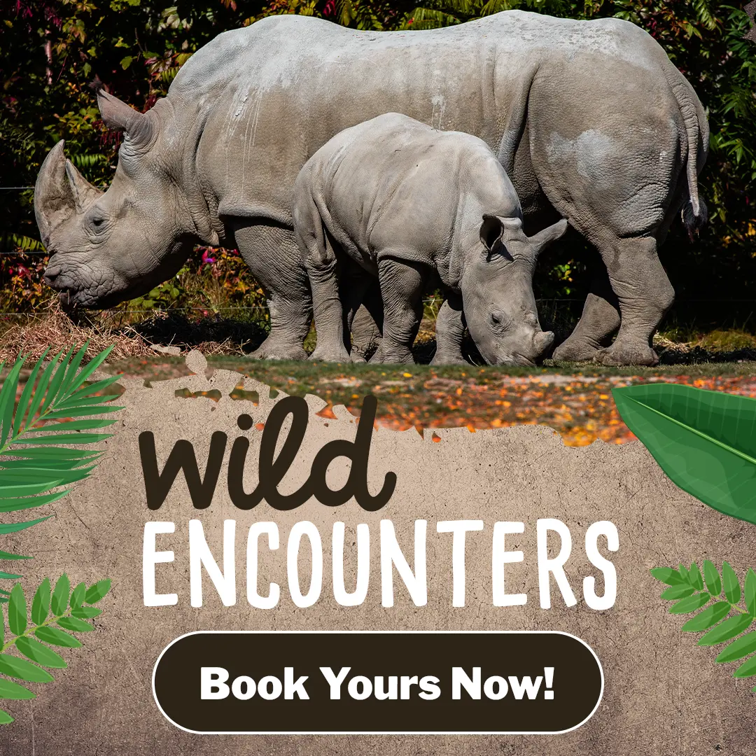 Wild Encounters  - Book Yours Now!