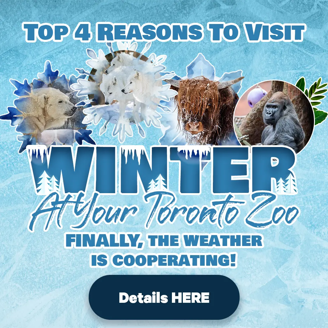 Top 4 Reasons to Visit - Winter At Your Toronto Zoo - Finally, the Weather is Cooperating! - Details Here
