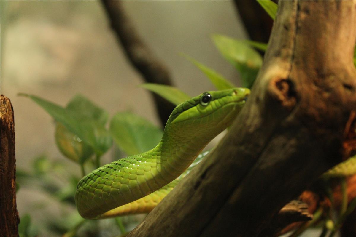 Red-tailed green ratsnake