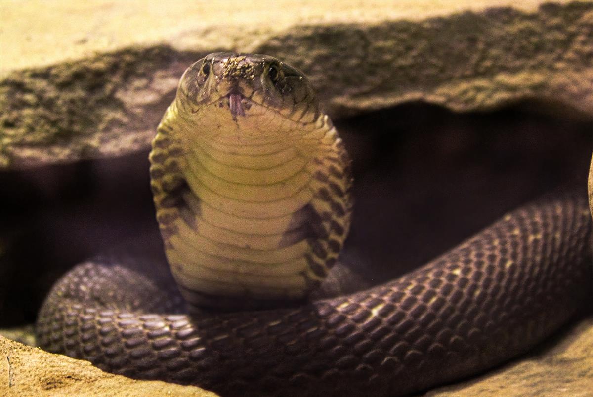 Monocled cobra